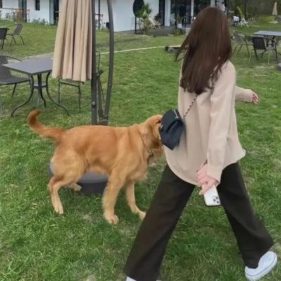 大胆贼